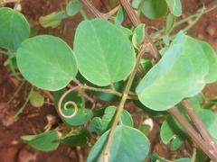 Helinus integrifolius