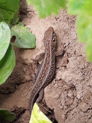 Lacerta agilis