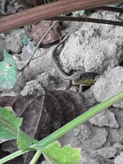Lacerta agilis