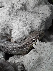 Lacerta agilis