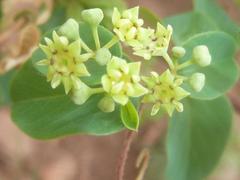 Helinus integrifolius