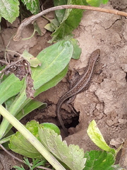 Lacerta agilis