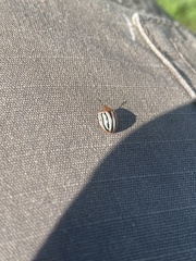 Agroiconota bivittata