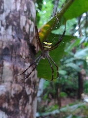 Argiope anasuja