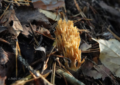 Phaeoclavulina eumorpha