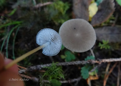 Strobilurus esculentus