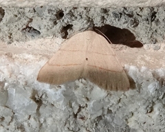 Drepanulatrix bifilata