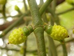 Viscum verrucosum