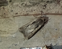 Tathorhynchus exsiccata
