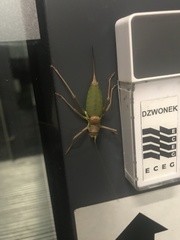 Ephippiger ephippiger