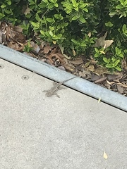 Sceloporus occidentalis