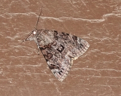 Catocala desdemona