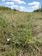 Varronia podocephala