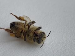 Apis mellifera