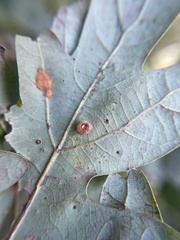 Neuroterus umbilicatus