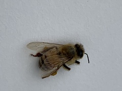 Apis mellifera