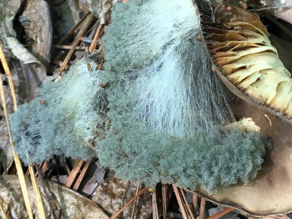 Troll-doll Fungus
