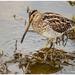 South African Snipe - Photo (c) peterwebb, some rights reserved (CC BY-NC), uploaded by peterwebb