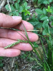 Carex cherokeensis