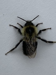 Bombus impatiens