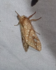Lophocampa bicolor