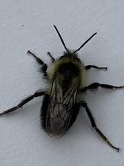 Bombus impatiens
