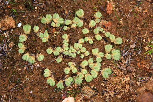 Riccia bullosa