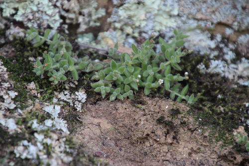 Crassula lanuginosa
