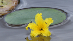 Nymphoides fallax
