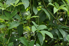 Cissus elongata