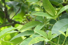 Cissus elongata