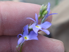 Lobelia berlandieri