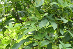 Cissus elongata