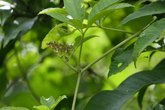 Cissus elongata