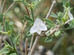 Carlowrightia texana