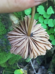 Entoloma formosum