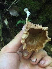 Entoloma formosum