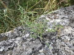 Carlowrightia texana