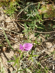 Galactia heterophylla