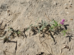 Galactia heterophylla