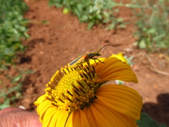 Chauliognathus opacus