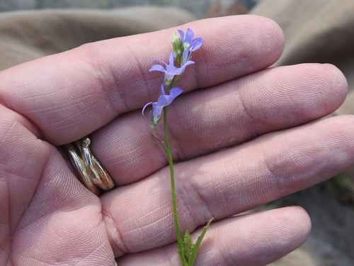 Image of Lobelia berlandieri by (c) Sam Kieschnick, some rights reserved (CC BY)