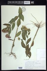 Pluchea odorata succulenta