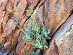 Kleinia cephalophora