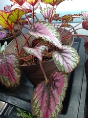 Begonia rex-cultorum