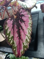 Begonia rex-cultorum