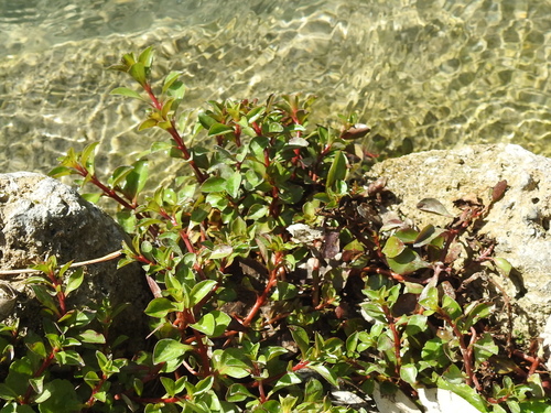 Creeping primrose-willow
