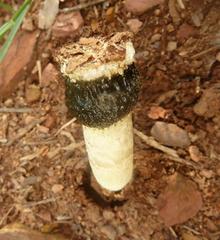 Itajahya galericulata