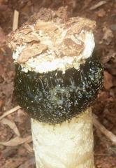 Itajahya galericulata