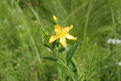 Hypericum ascyron pyramidatum